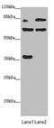 Mitochondrial TRNA Translation Optimization 1 antibody, LS-C676092, Lifespan Biosciences, Western Blot image 