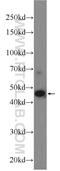 Alport Syndrome, Mental Retardation, Midface Hypoplasia And Elliptocytosis Chromosomal Region Gene 1 antibody, 24687-1-AP, Proteintech Group, Western Blot image 