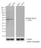 NFKB Inhibitor Alpha antibody, 710295, Invitrogen Antibodies, Western Blot image 