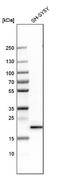 Chromobox 3 antibody, NBP1-83228, Novus Biologicals, Western Blot image 