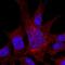 Integrin Subunit Alpha 8 antibody, PA5-47572, Invitrogen Antibodies, Immunocytochemistry image 