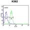 Ammonium transporter Rh type B antibody, abx034602, Abbexa, Flow Cytometry image 