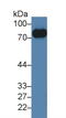 Glycoprotein V Platelet antibody, LS-C294300, Lifespan Biosciences, Western Blot image 