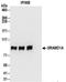 GRAM Domain Containing 1A antibody, NBP2-32146, Novus Biologicals, Immunoprecipitation image 