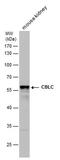 Cbl Proto-Oncogene C antibody, PA5-78586, Invitrogen Antibodies, Western Blot image 
