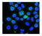 Phosphatidylinositol Binding Clathrin Assembly Protein antibody, A02053-1, Boster Biological Technology, Immunofluorescence image 