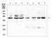 TNF Receptor Superfamily Member 1A antibody, A00294-3, Boster Biological Technology, Western Blot image 
