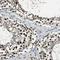 Ephrin B2 antibody, NBP1-84770, Novus Biologicals, Immunohistochemistry frozen image 