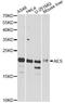 TLE Family Member 5, Transcriptional Modulator antibody, STJ110184, St John