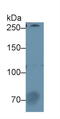 Coagulation Factor V antibody, LS-C372571, Lifespan Biosciences, Western Blot image 