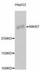 KI-67 antibody, abx125367, Abbexa, Western Blot image 