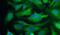 Solute Carrier Family 2 Member 4 antibody, PA5-23052, Invitrogen Antibodies, Immunofluorescence image 