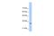 MAF BZIP Transcription Factor B antibody, PA5-40757, Invitrogen Antibodies, Western Blot image 