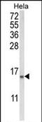 Coactosin Like F-Actin Binding Protein 1 antibody, PA5-72581, Invitrogen Antibodies, Western Blot image 