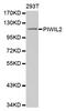 Piwi Like RNA-Mediated Gene Silencing 2 antibody, MBS126299, MyBioSource, Western Blot image 