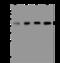 Protein Phosphatase Methylesterase 1 antibody, 200781-T46, Sino Biological, Western Blot image 