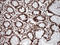 Tripartite Motif Containing 28 antibody, LS-C796555, Lifespan Biosciences, Immunohistochemistry paraffin image 
