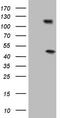 RB Transcriptional Corepressor 1 antibody, LS-C339682, Lifespan Biosciences, Western Blot image 