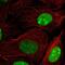 High Mobility Group Box 2 antibody, NBP2-38694, Novus Biologicals, Immunofluorescence image 