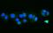 Fission, Mitochondrial 1 antibody, A01932-3, Boster Biological Technology, Immunofluorescence image 
