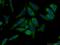 Death Associated Protein Kinase 3 antibody, 19540-1-AP, Proteintech Group, Immunofluorescence image 