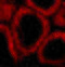 BCL2 Like 14 antibody, 3165, ProSci, Immunofluorescence image 