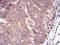 Slingshot Protein Phosphatase 1 antibody, NBP2-52568, Novus Biologicals, Immunohistochemistry paraffin image 