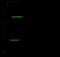 CASP2 And RIPK1 Domain Containing Adaptor With Death Domain antibody, GTX02184, GeneTex, Western Blot image 