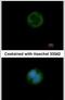 GRAM Domain Containing 1B antibody, PA5-31387, Invitrogen Antibodies, Immunofluorescence image 