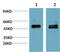SMAD Family Member 3 antibody, GTX34210, GeneTex, Western Blot image 