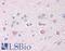 ISG15 Ubiquitin Like Modifier antibody, LS-B388, Lifespan Biosciences, Immunohistochemistry frozen image 