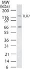 Toll Like Receptor 7 antibody, NBP2-24905, Novus Biologicals, Western Blot image 