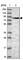 WD Repeat Domain 70 antibody, HPA048149, Atlas Antibodies, Western Blot image 