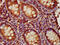 ELL Associated Factor 2 antibody, CSB-PA856910LA01HU, Cusabio, Immunohistochemistry frozen image 