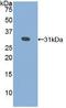 Galactosidase Alpha antibody, LS-B14601, Lifespan Biosciences, Western Blot image 