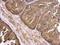 Calpain 2 antibody, GTX102499, GeneTex, Immunohistochemistry paraffin image 