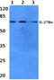 Interleukin 27 Receptor Subunit Alpha antibody, A03654-1, Boster Biological Technology, Western Blot image 