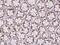 Transmembrane Channel Like 2 antibody, 206889-T08, Sino Biological, Immunohistochemistry frozen image 