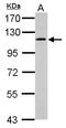 GRIP1 Associated Protein 1 antibody, LS-C185942, Lifespan Biosciences, Western Blot image 