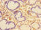 Carbonic Anhydrase 11 antibody, A58410-100, Epigentek, Immunohistochemistry paraffin image 