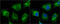 TRAF2 And NCK Interacting Kinase antibody, GTX13141, GeneTex, Immunofluorescence image 