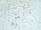 Thyroid Stimulating Hormone Subunit Beta antibody, LS-C744577, Lifespan Biosciences, Immunohistochemistry frozen image 