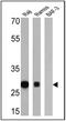 Major Histocompatibility Complex, Class II, DR Alpha antibody, MA5-11966, Invitrogen Antibodies, Western Blot image 