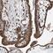 WD Repeat Domain 12 antibody, HPA036389, Atlas Antibodies, Immunohistochemistry paraffin image 