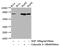 Glycogen Synthase 1 antibody, CSB-RA010078A641phHU, Cusabio, Western Blot image 