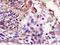 Leukotriene B4 receptor 1 antibody, orb6335, Biorbyt, Immunohistochemistry paraffin image 