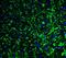 Glutamate Ionotropic Receptor Kainate Type Subunit 1 antibody, A06001, Boster Biological Technology, Immunofluorescence image 