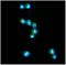 Cytotoxic T-Lymphocyte Associated Protein 4 antibody, NBP2-42630, Novus Biologicals, Immunocytochemistry image 