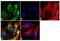 Wnt Family Member 2B antibody, 710888, Invitrogen Antibodies, Immunofluorescence image 