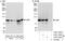 Cold Shock Domain Containing E1 antibody, A303-160A, Bethyl Labs, Western Blot image 